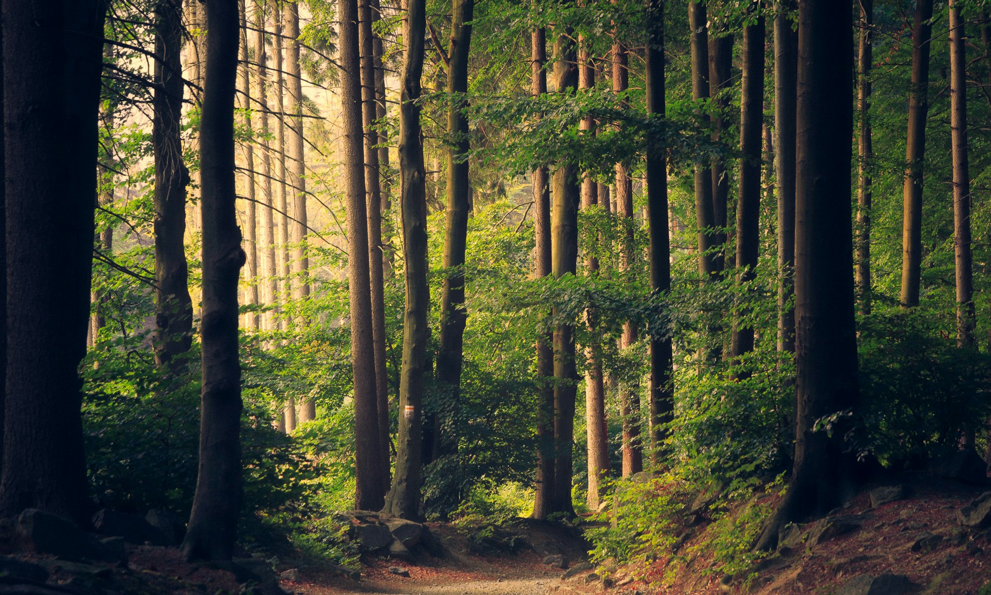 Morning light through a quiet forest