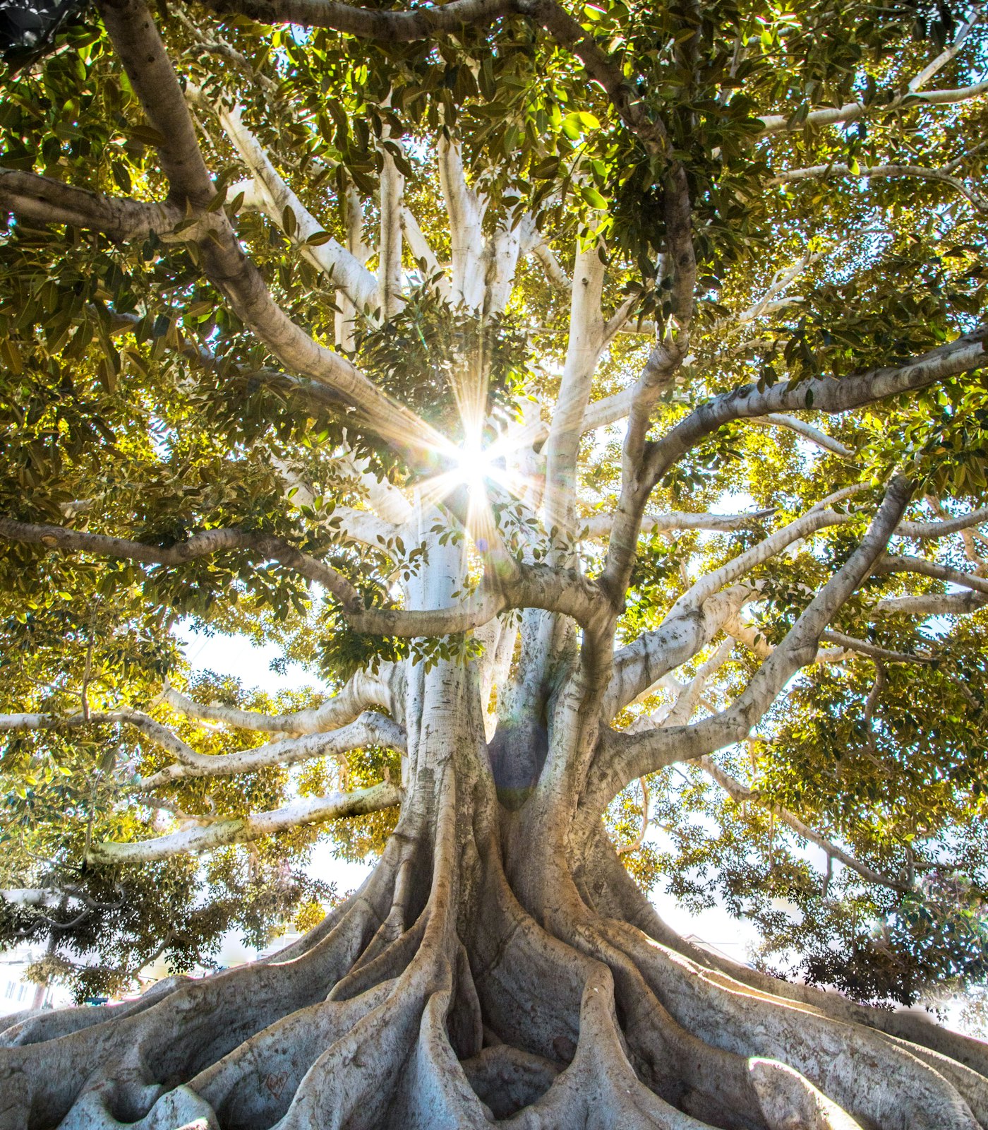 Sunlight through the branches of a great oak